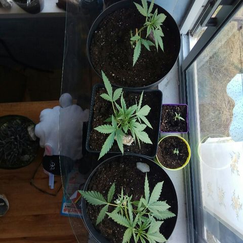 Jaina / Sylvanas / Aleria #1 growlog timeline photo