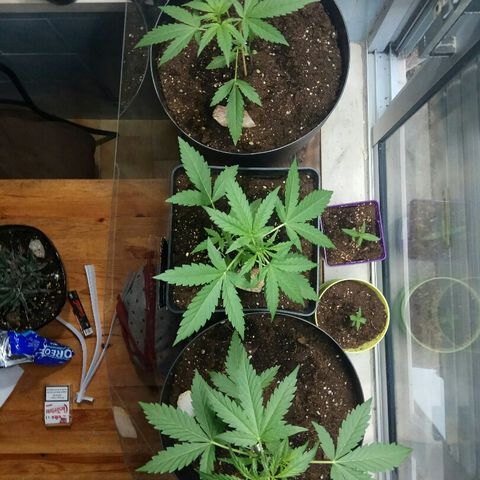 Jaina / Sylvanas / Aleria #1 growlog timeline photo