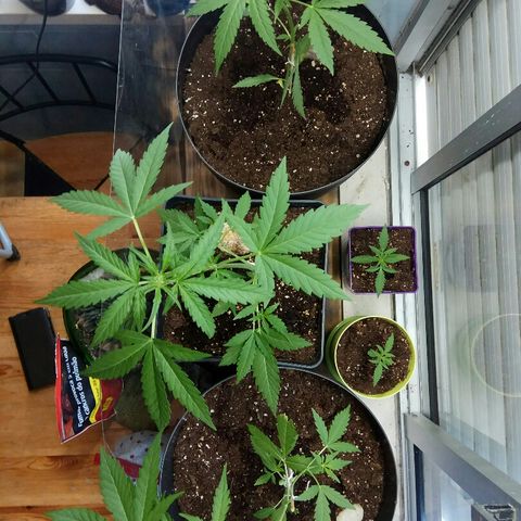 Jaina / Sylvanas / Aleria #1 growlog timeline photo