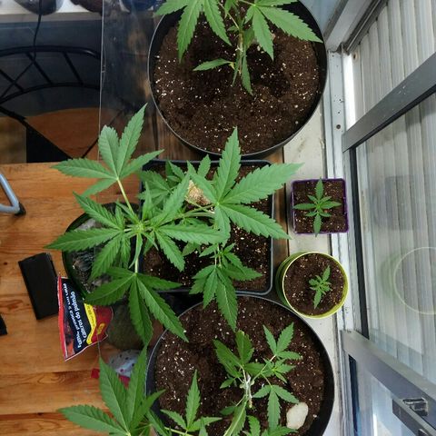 Jaina / Sylvanas / Aleria #1 growlog timeline photo