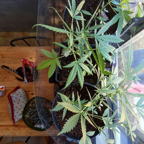 Jaina / Sylvanas / Aleria #1 growlog timeline photo