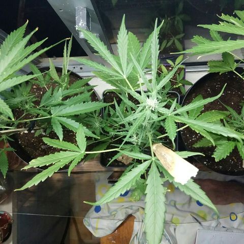 Jaina / Sylvanas / Aleria #1 growlog timeline photo