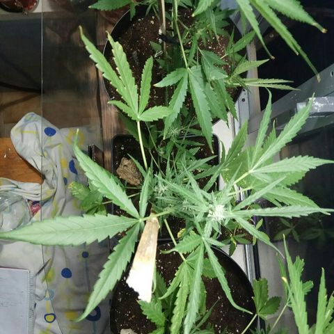 Jaina / Sylvanas / Aleria #1 growlog timeline photo