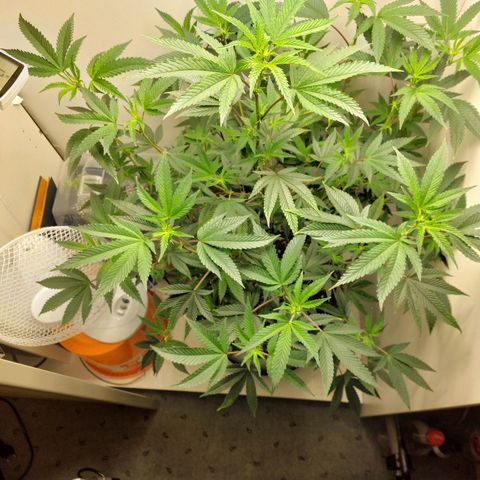 Bruce Banner  growlog photo: Blüte Tag 1