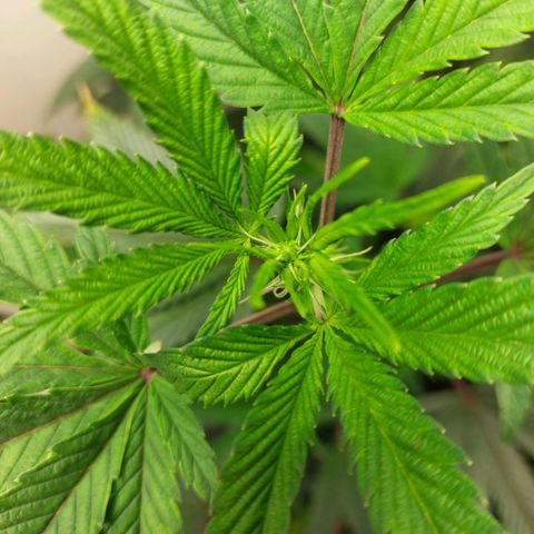 Bruce Banner  growlog photo: Blüte Tag 1