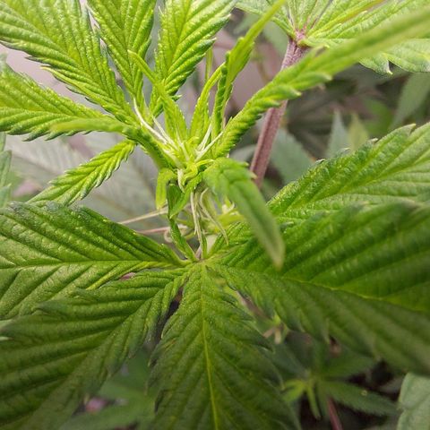 Bruce Banner  growlog photo: Blüte Tag 1