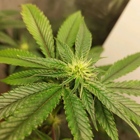 Bruce Banner  growlog timeline photo
