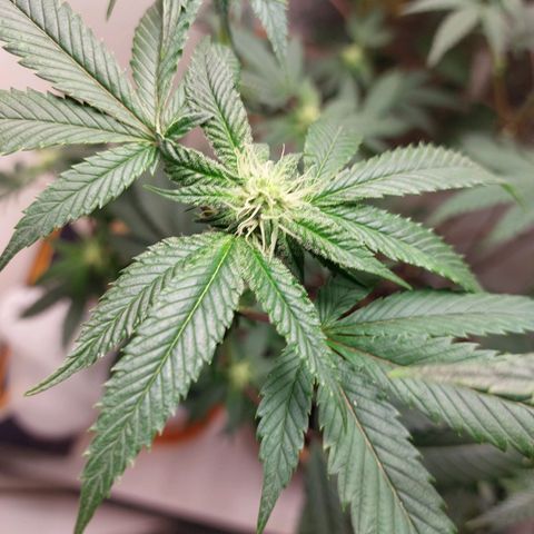 Bruce Banner  growlog timeline photo