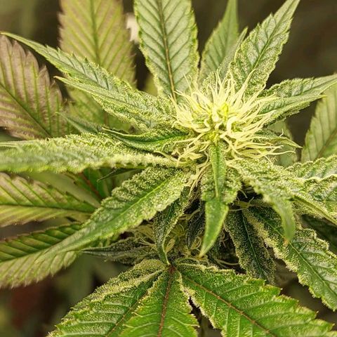 Bruce Banner  growlog timeline photo