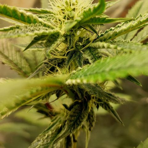 Bruce Banner  growlog timeline photo