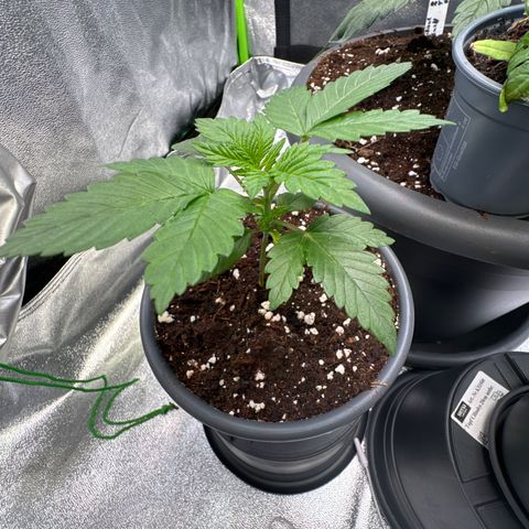 Big Buddha Cheese growlog photo: Tag 16