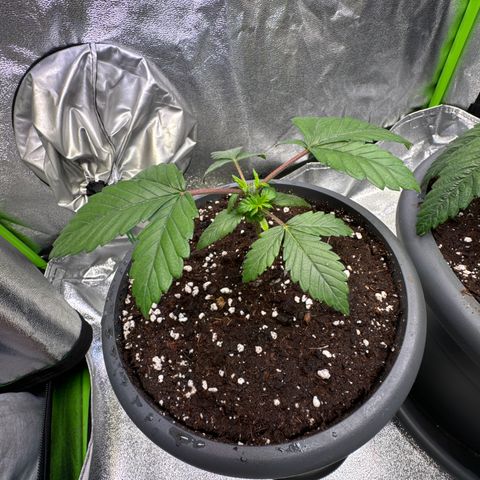 Big Buddha Cheese growlog photo: Tag 18 