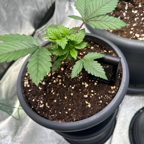 Big Buddha Cheese growlog photo: Tag 20