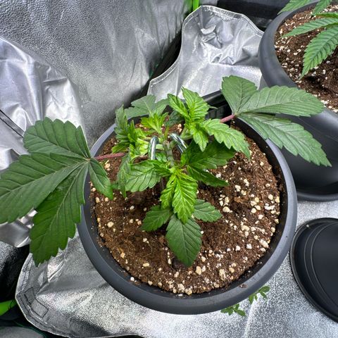 Big Buddha Cheese growlog photo: Tag 21