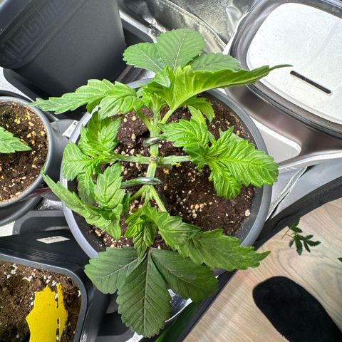 Big Buddha Cheese growlog photo: Tag 23,