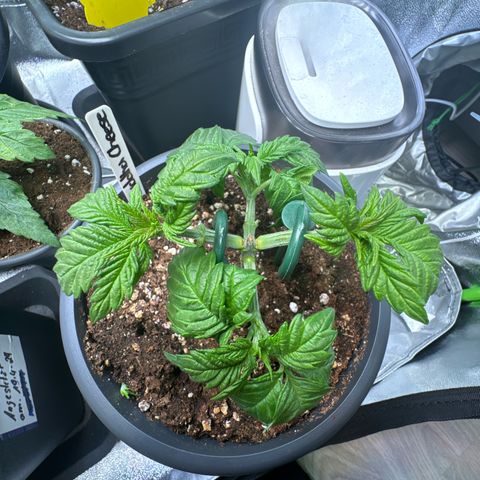 Big Buddha Cheese growlog photo: Tag 24