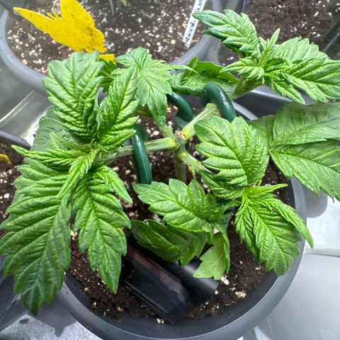Big Buddha Cheese growlog photo: Tag 25