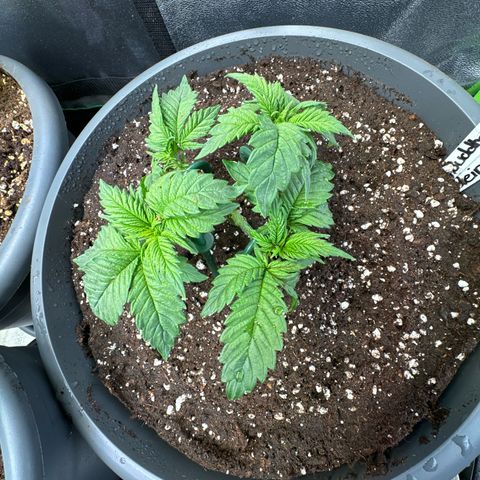 Big Buddha Cheese growlog timeline photo
