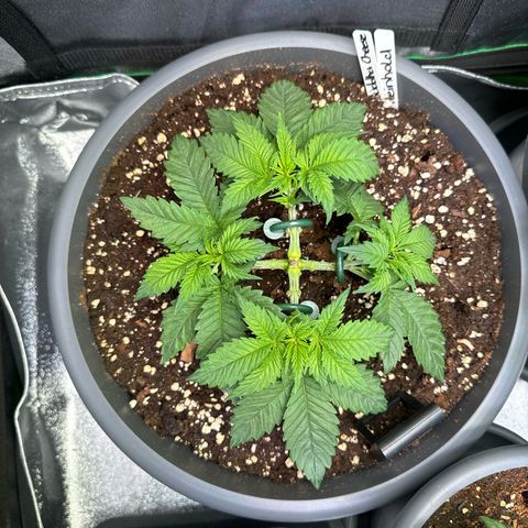 Big Buddha Cheese growlog timeline photo