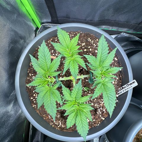 Big Buddha Cheese growlog timeline photo