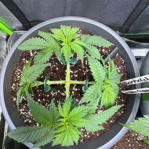 Big Buddha Cheese growlog timeline photo
