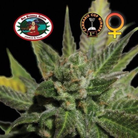 Big Buddha Cheese growlog timeline photo