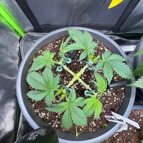 Big Buddha Cheese growlog timeline photo