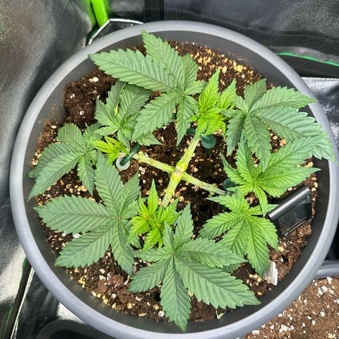 Big Buddha Cheese growlog timeline photo