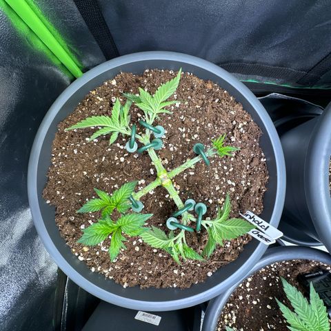 Big Buddha Cheese growlog timeline photo