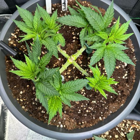 Big Buddha Cheese growlog timeline photo