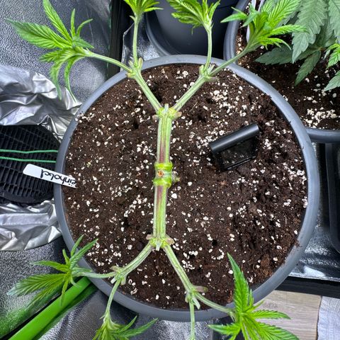 Lemon Ice  growlog timeline photo