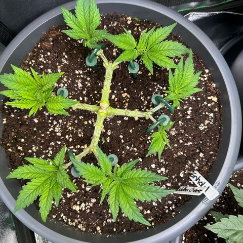 Big Buddha Cheese growlog timeline photo
