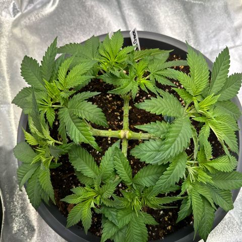 Big Buddha Cheese growlog timeline photo