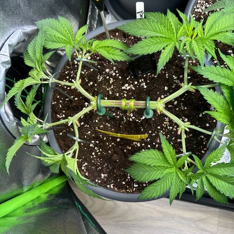 Lemon Ice  growlog timeline photo