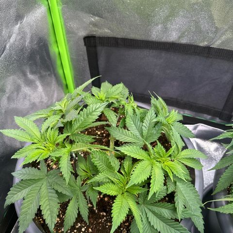 Big Buddha Cheese growlog timeline photo