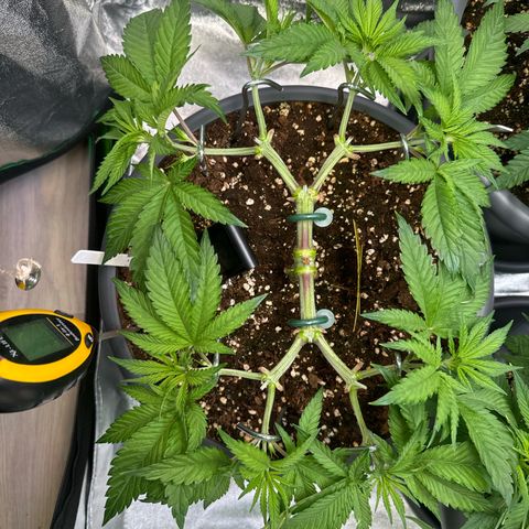 Lemon Ice  growlog timeline photo
