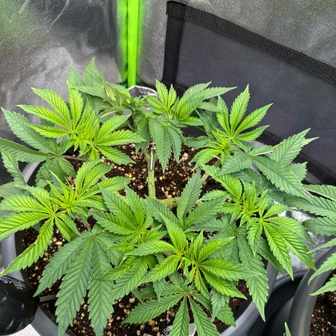 Big Buddha Cheese growlog timeline photo