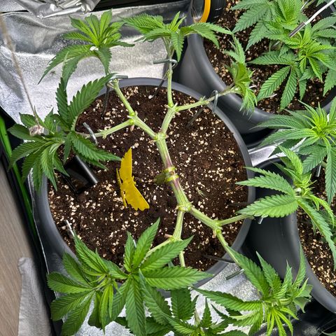 Lemon Ice  growlog timeline photo