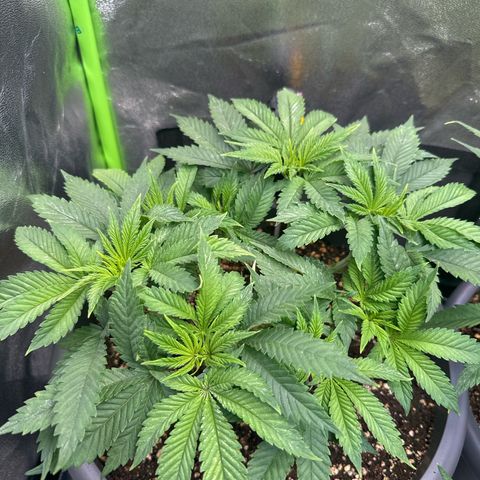 Big Buddha Cheese growlog timeline photo