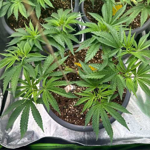 Lemon Ice  growlog timeline photo