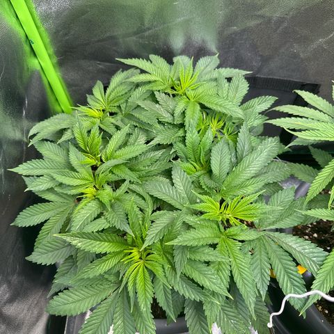 Big Buddha Cheese growlog timeline photo