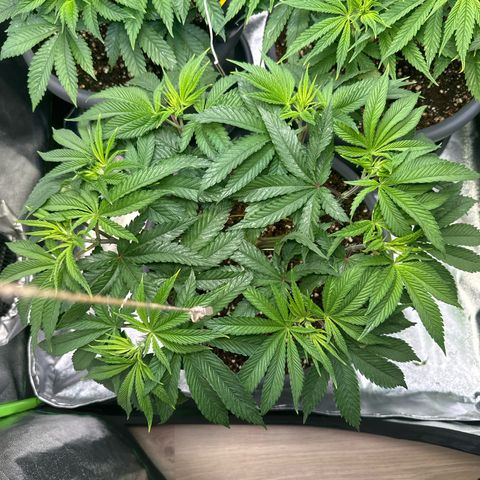 Lemon Ice  growlog timeline photo