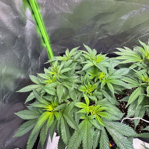 Big Buddha Cheese growlog timeline photo