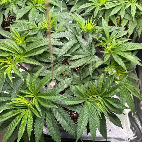 Lemon Ice  growlog timeline photo