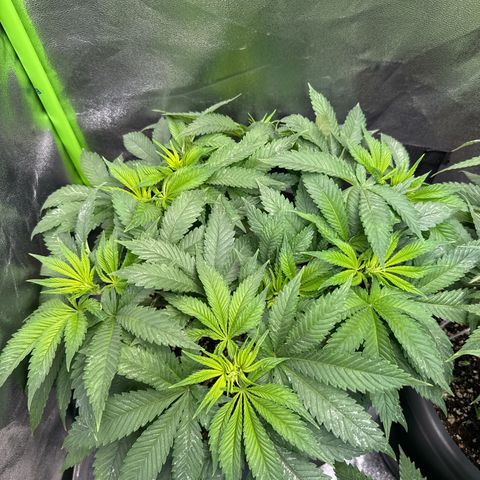 Big Buddha Cheese growlog timeline photo