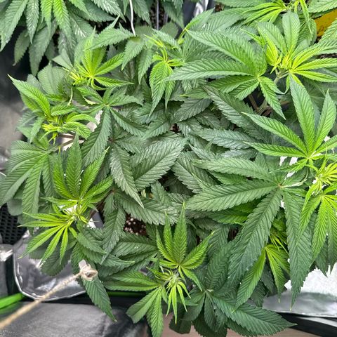 Lemon Ice  growlog timeline photo