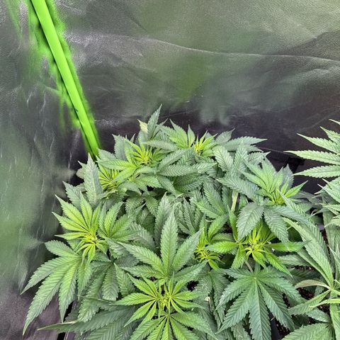 Big Buddha Cheese growlog timeline photo