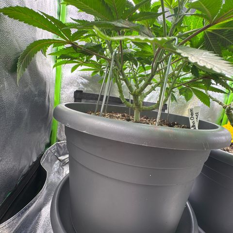 Big Buddha Cheese growlog timeline photo