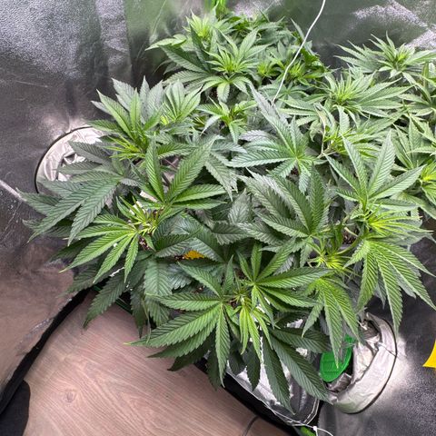 Lemon Ice  growlog timeline photo