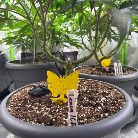 Lemon Ice  growlog timeline photo